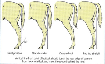 Illustration showing back horse legs with ideal position; stands under; camped-out; and leg too straight (from left to right).